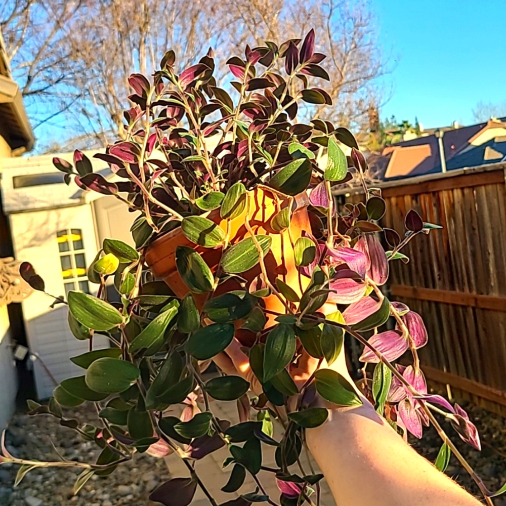 Tradescantia chrysophylla (bunny bellies) cuttings